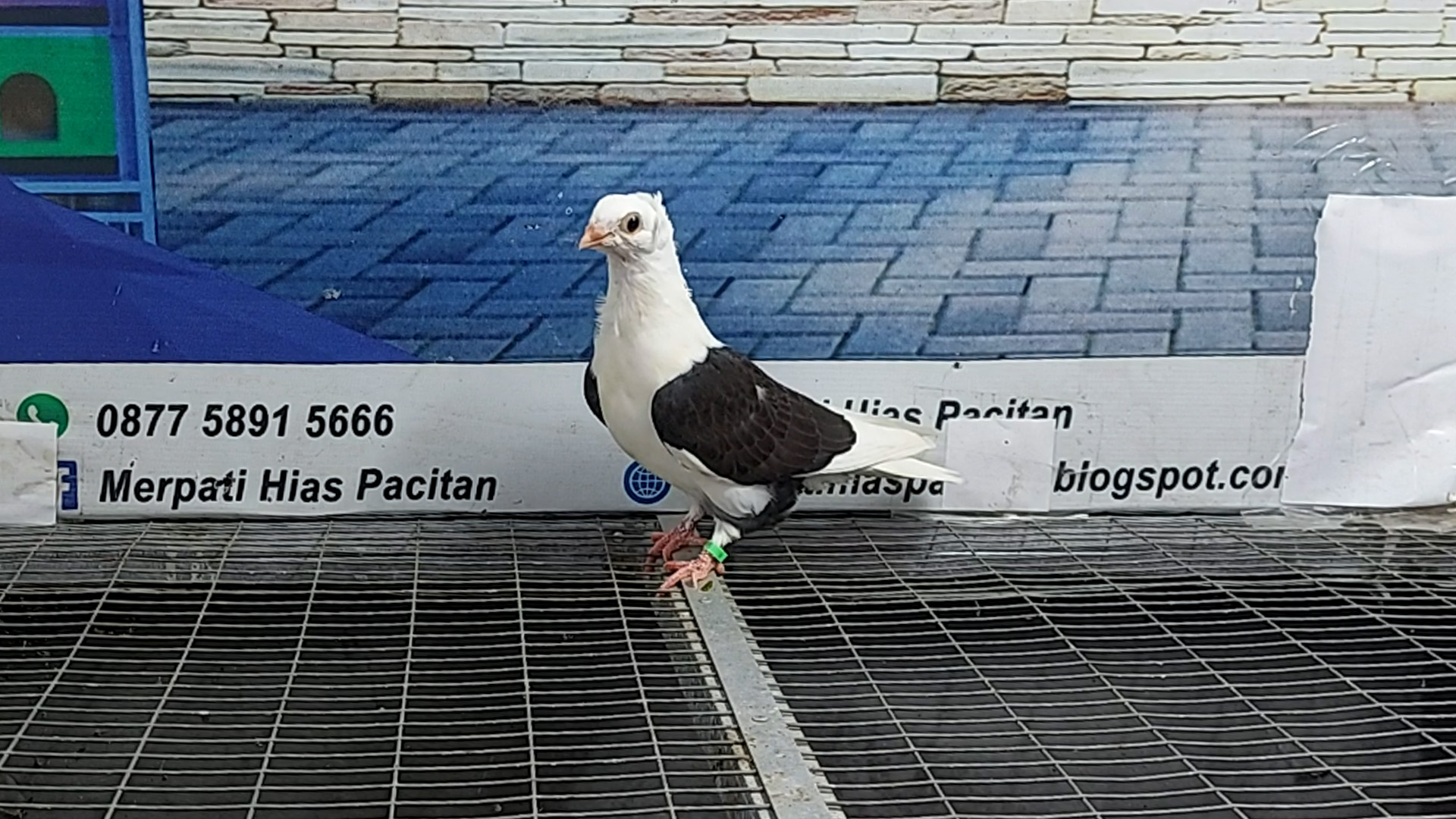 MERPATI MOVEN 08012022
