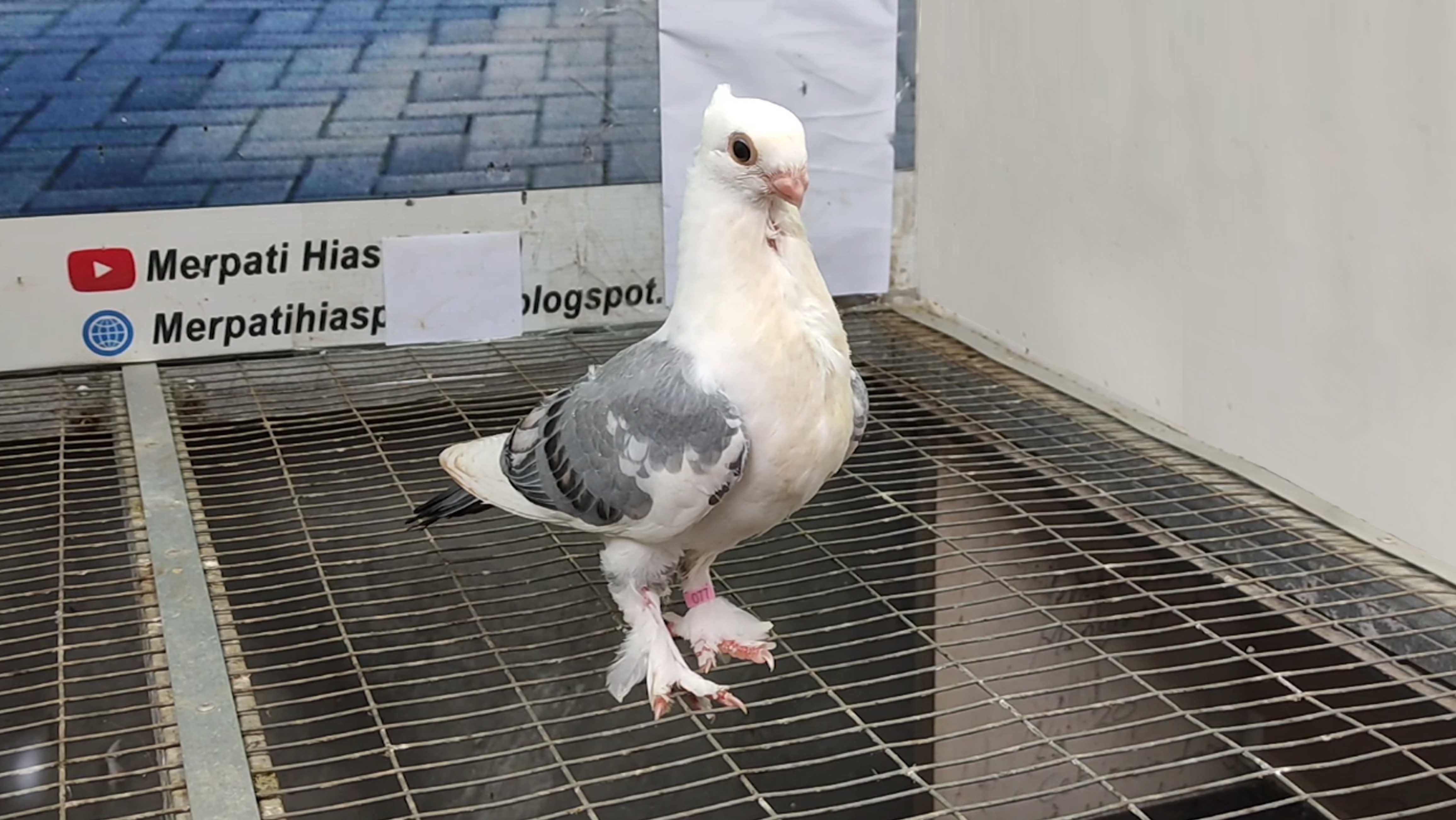 MERPATI COF BLUENET 17042022