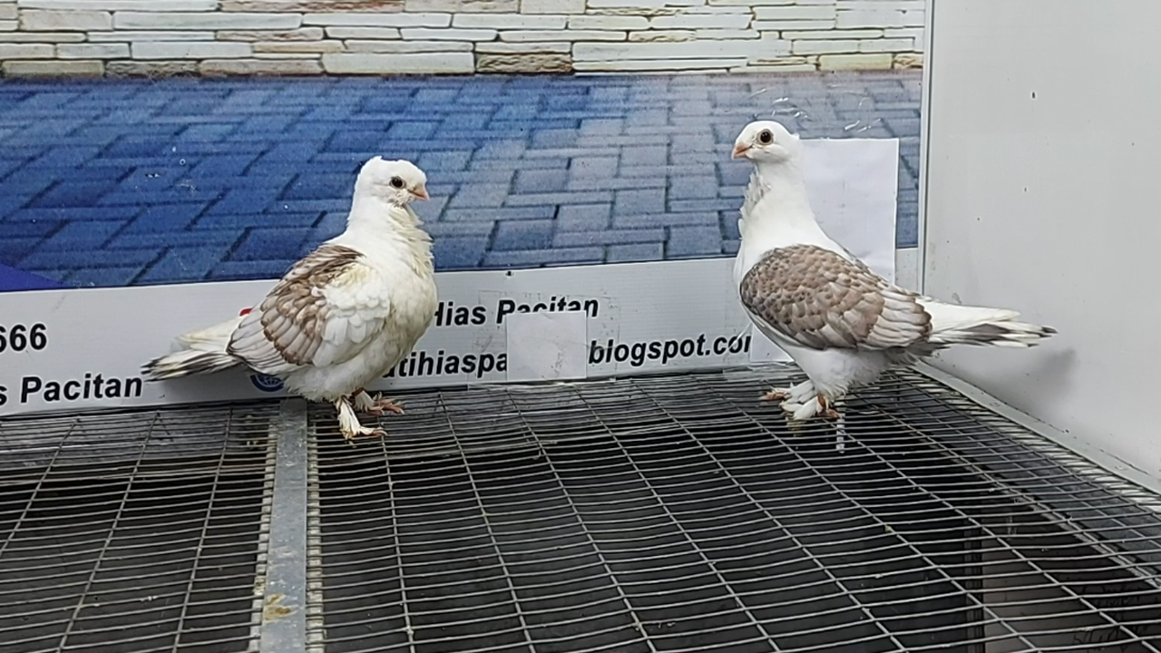 MERPATI COF SANTINET 28112021