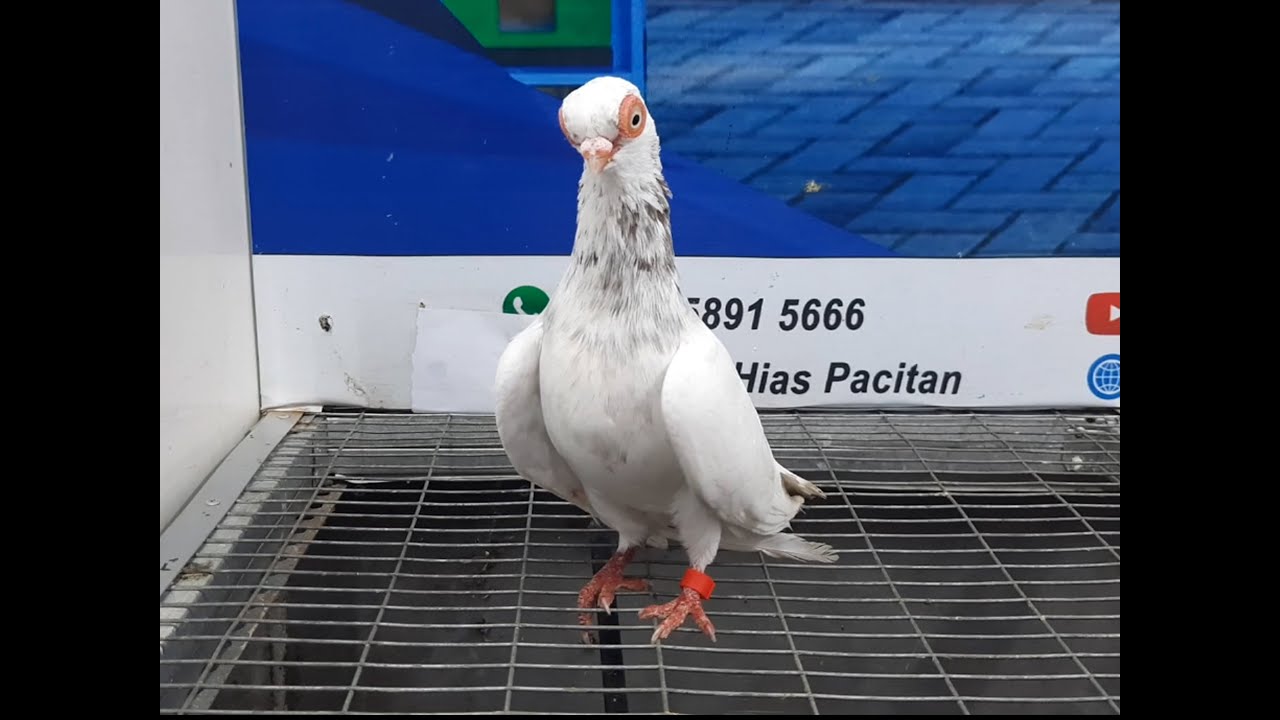 Merpati Wina 12042021