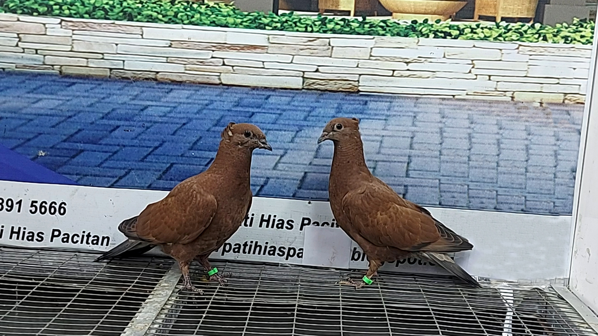 MERPATI KREY 12112021