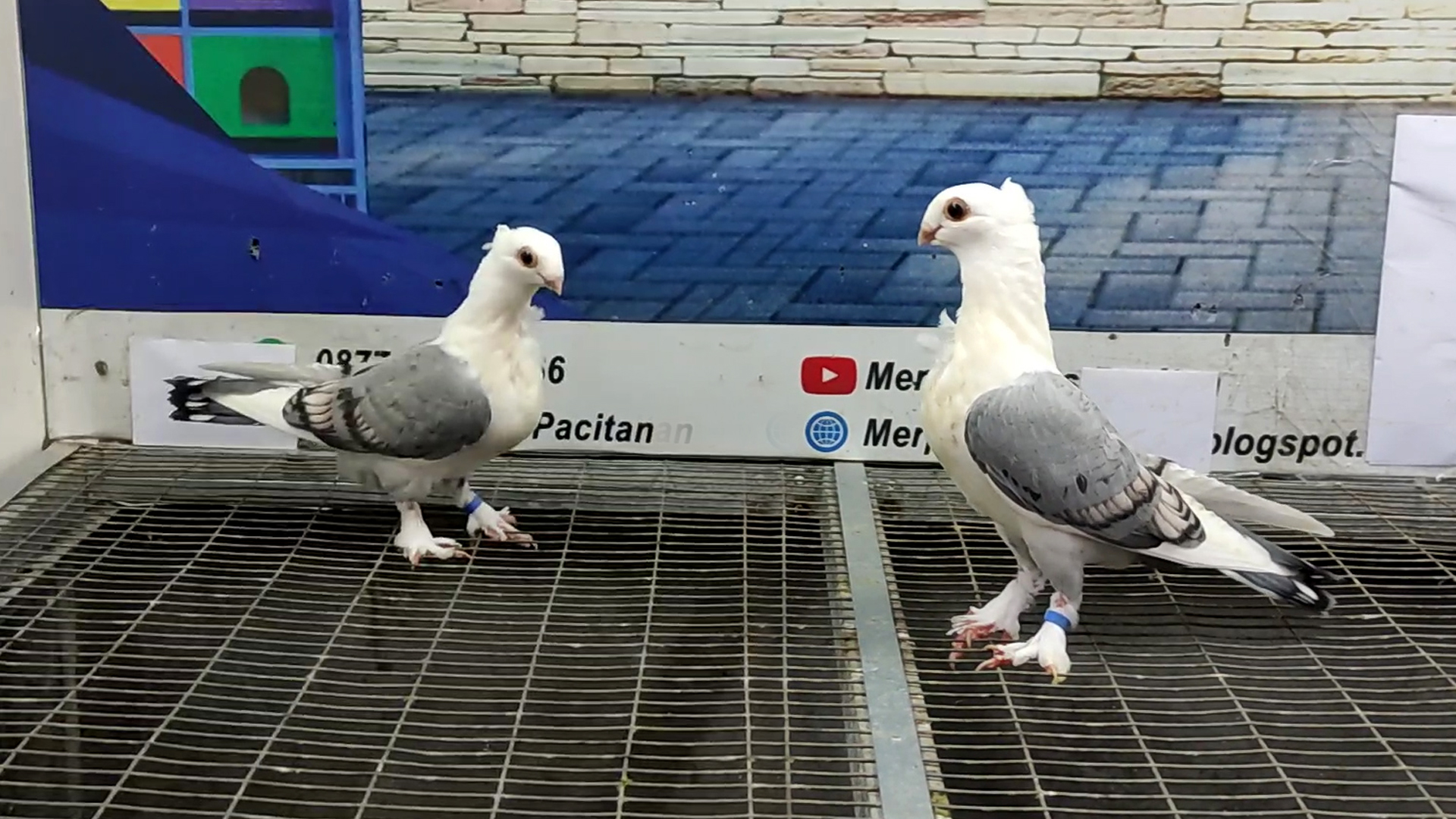 MERPATI COF BLUENET 29032022