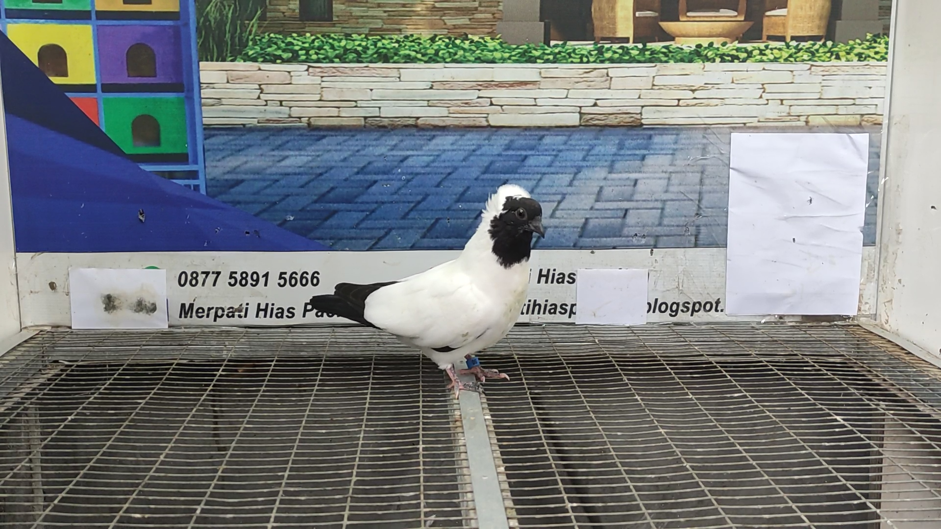 MERPATI BLACK NUN 16042022