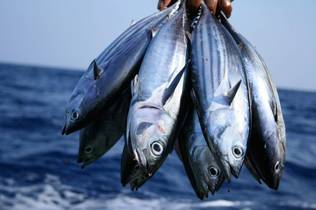 Skipjack Tuna