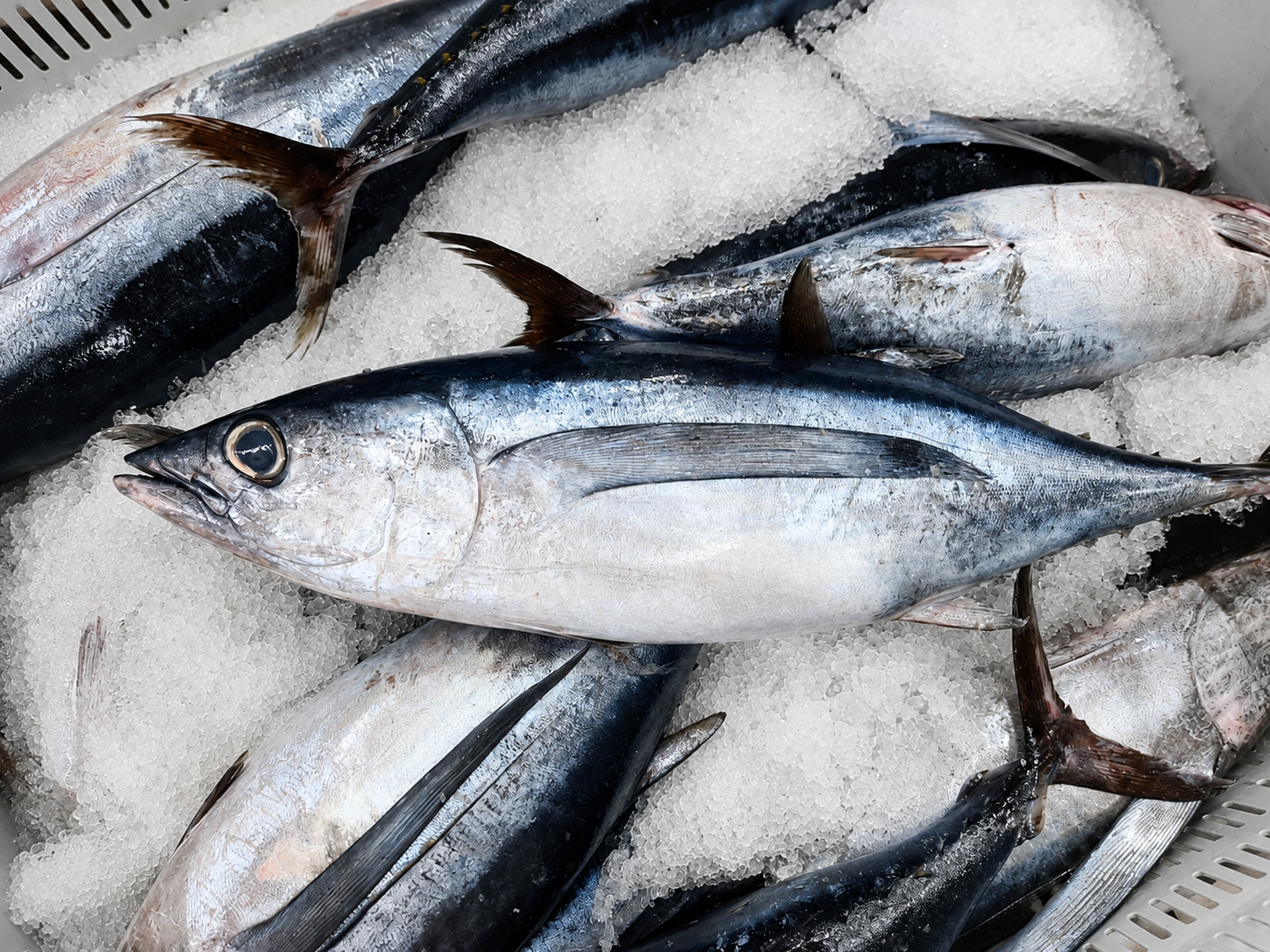 Mackerel Tuna