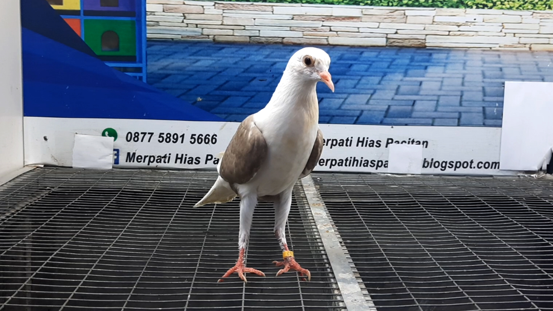 MERPATI VOORBURG 30082021