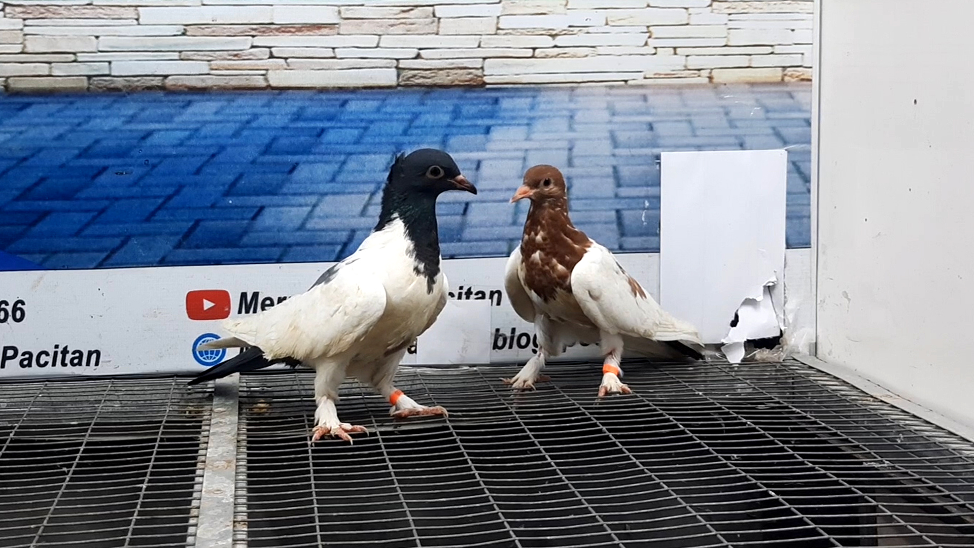 MERPATI SONGKOP 18102021