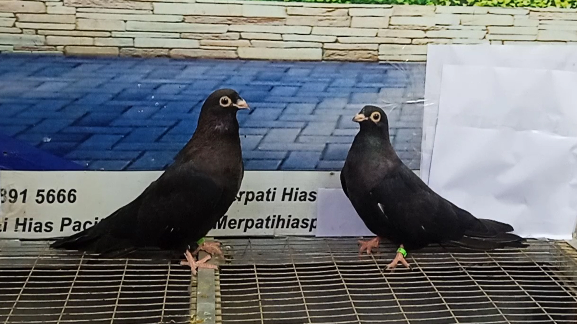 MERPATI EGYPTIAN SWIFT 11062022