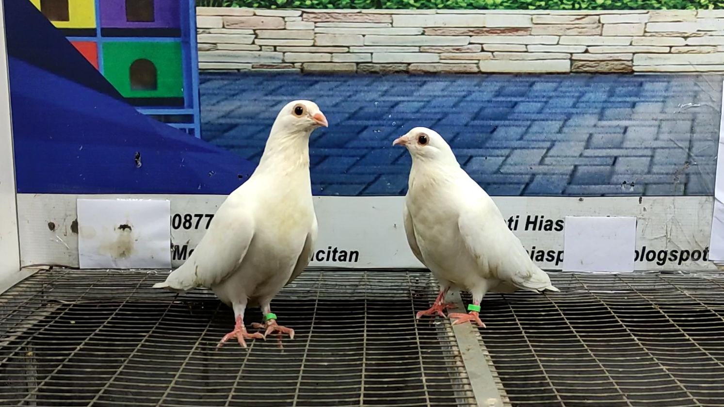 MERPATI EGYPTIAN SWIFT 11052022