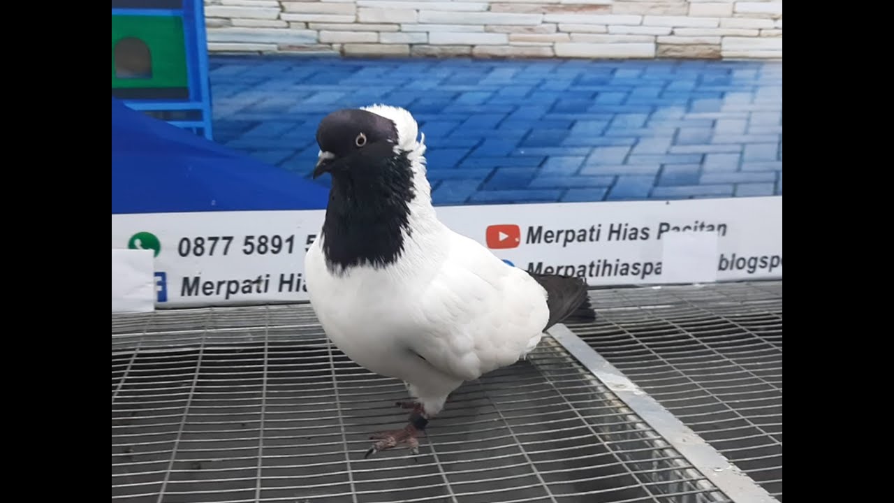 Merpati Black Nun 16042021