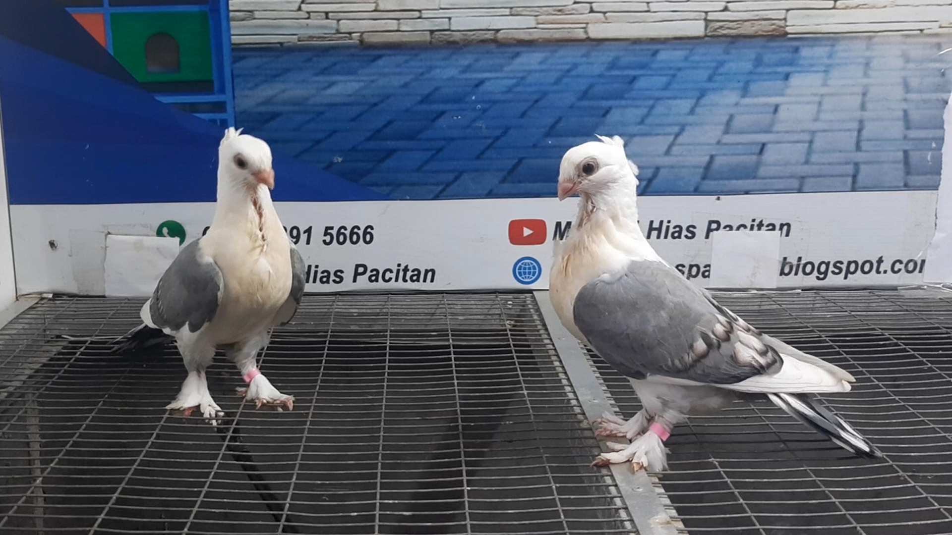 MERPATI COF BLUENET 01122021