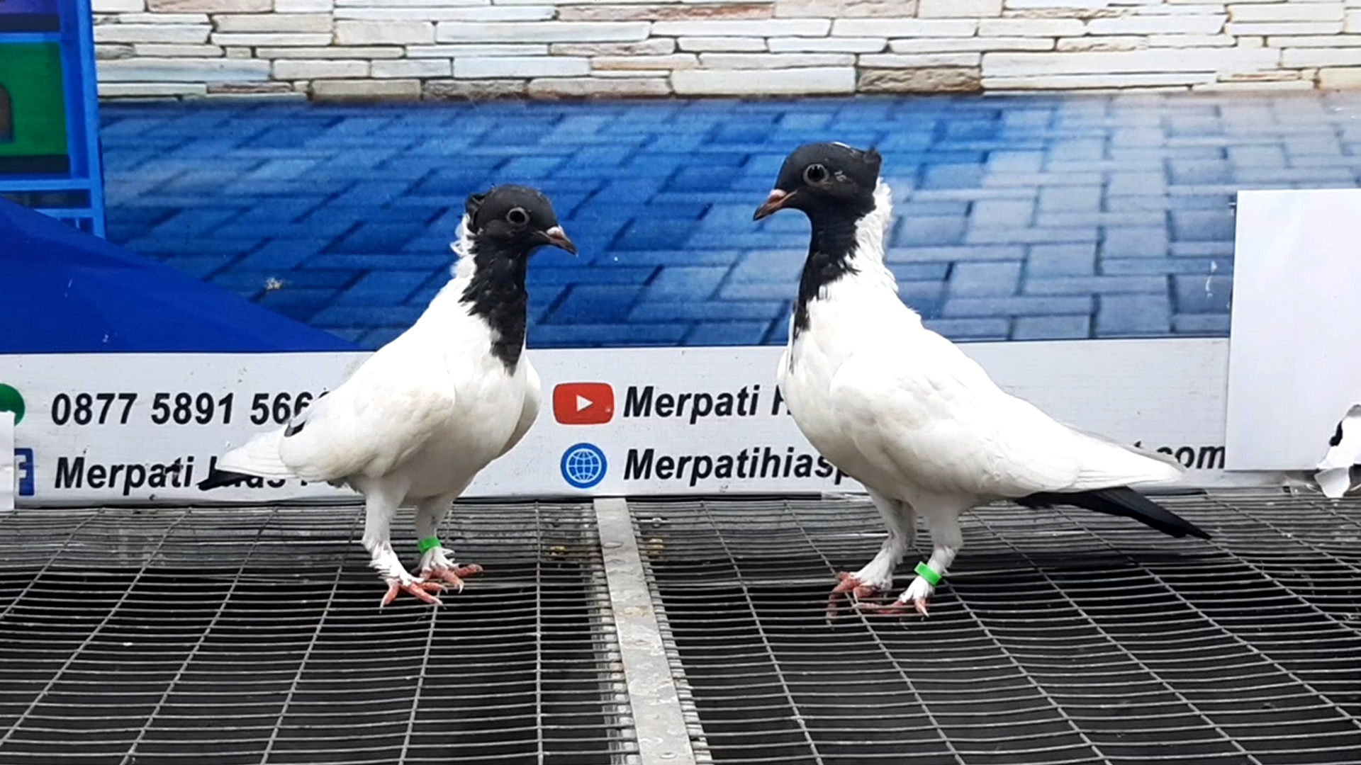 Merpati Songkop 17102021