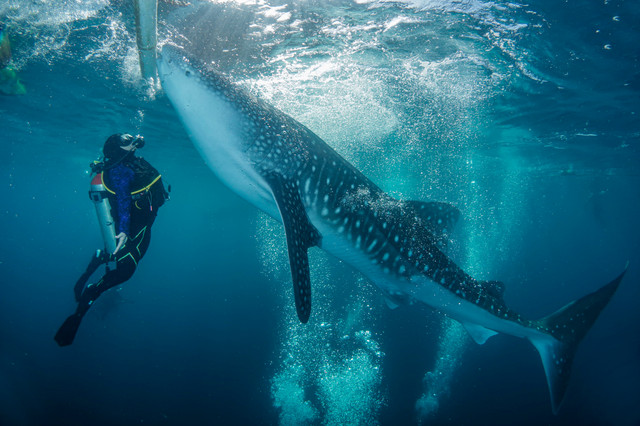 Whale Shark Watching