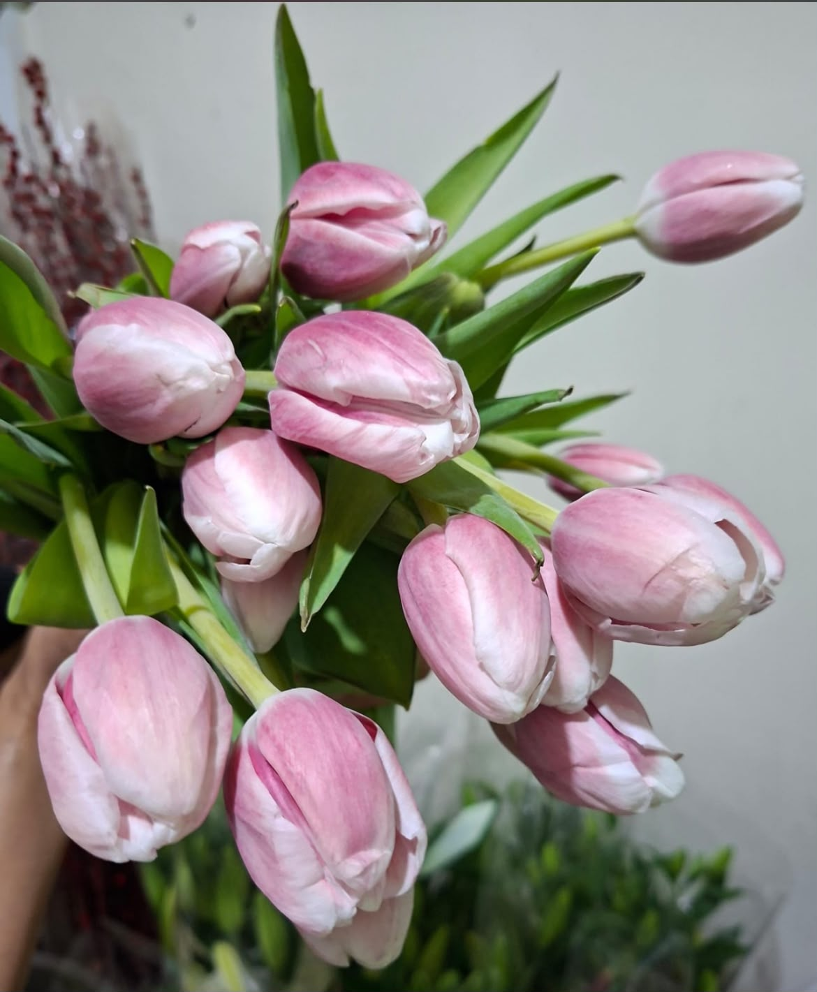 Tulip Pink Tangkai Segar
