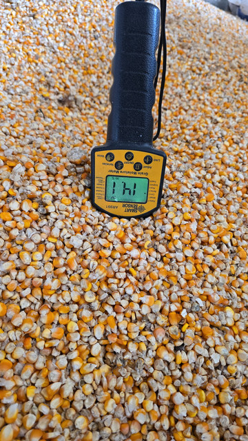 Jagung
