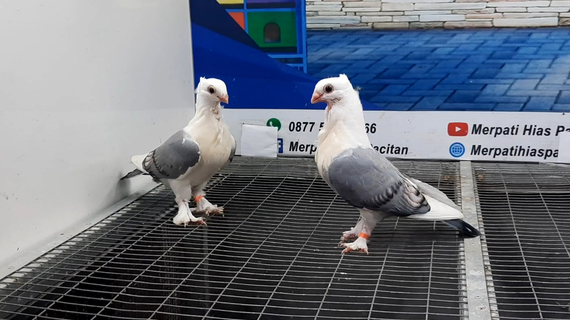 MERPATI COF BLUENET 22102021