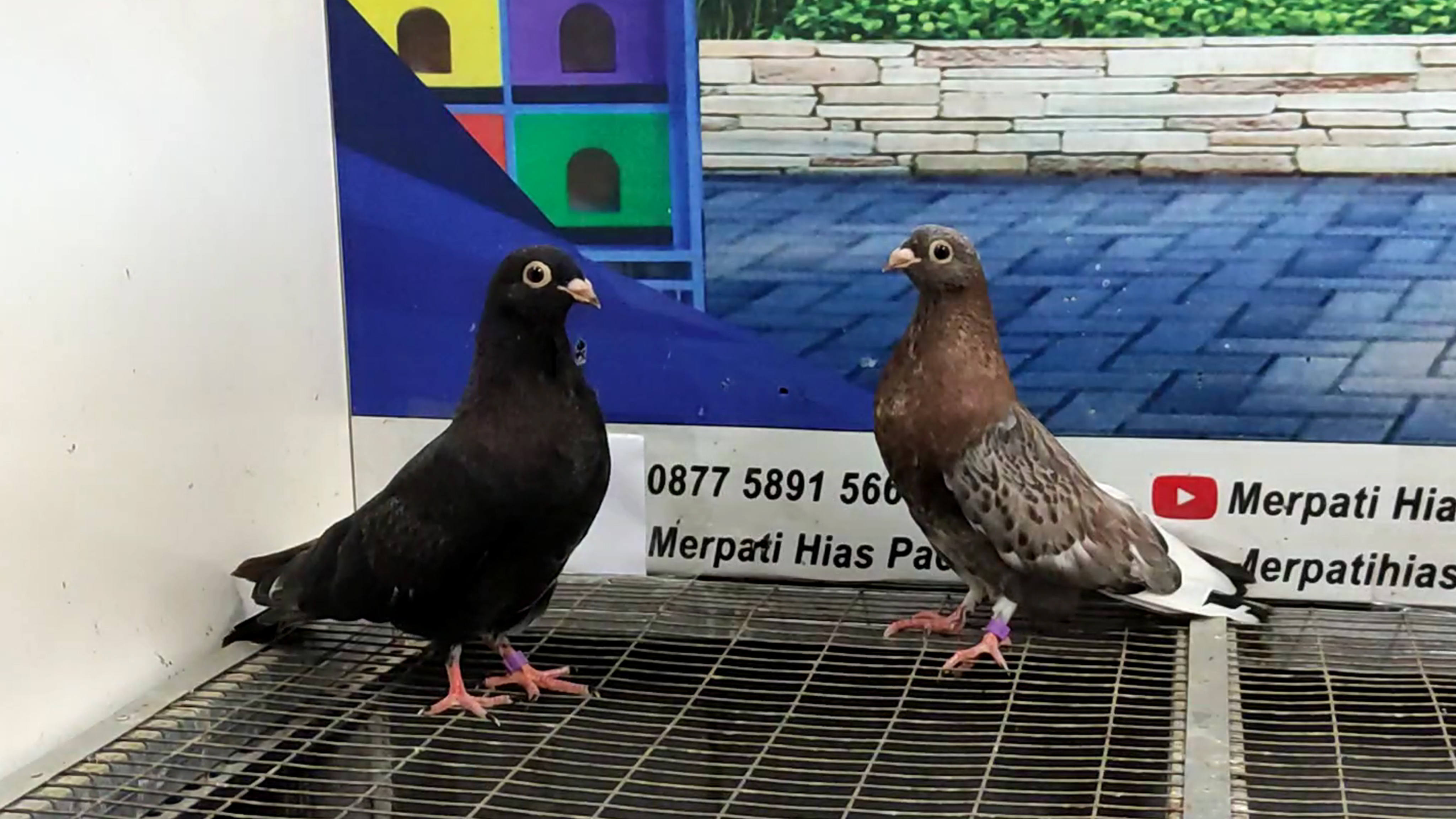 MERPATI EGYPTIAN SWIFT 05052022