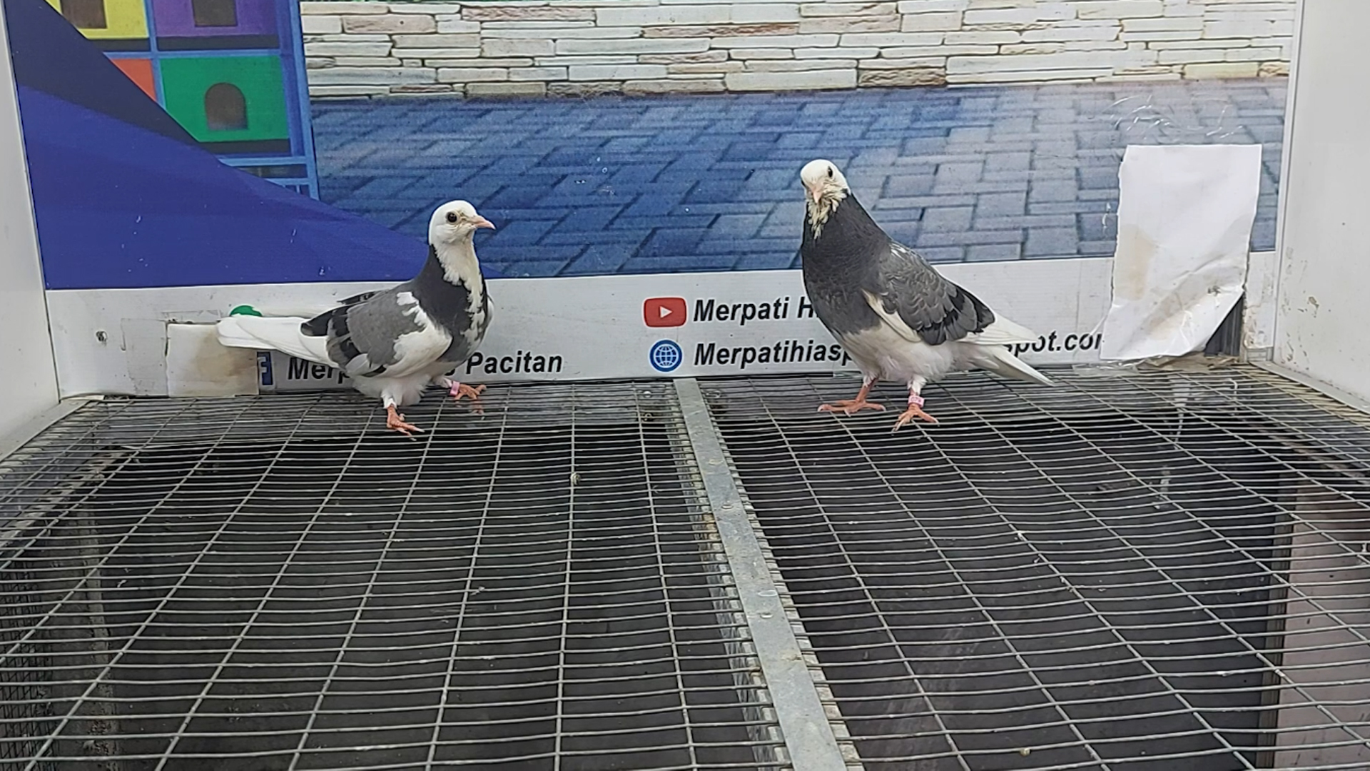 MERPATI BIRMINGHAM ROLLER 10022022