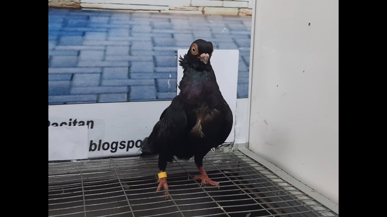 Merpati Wina 13042021