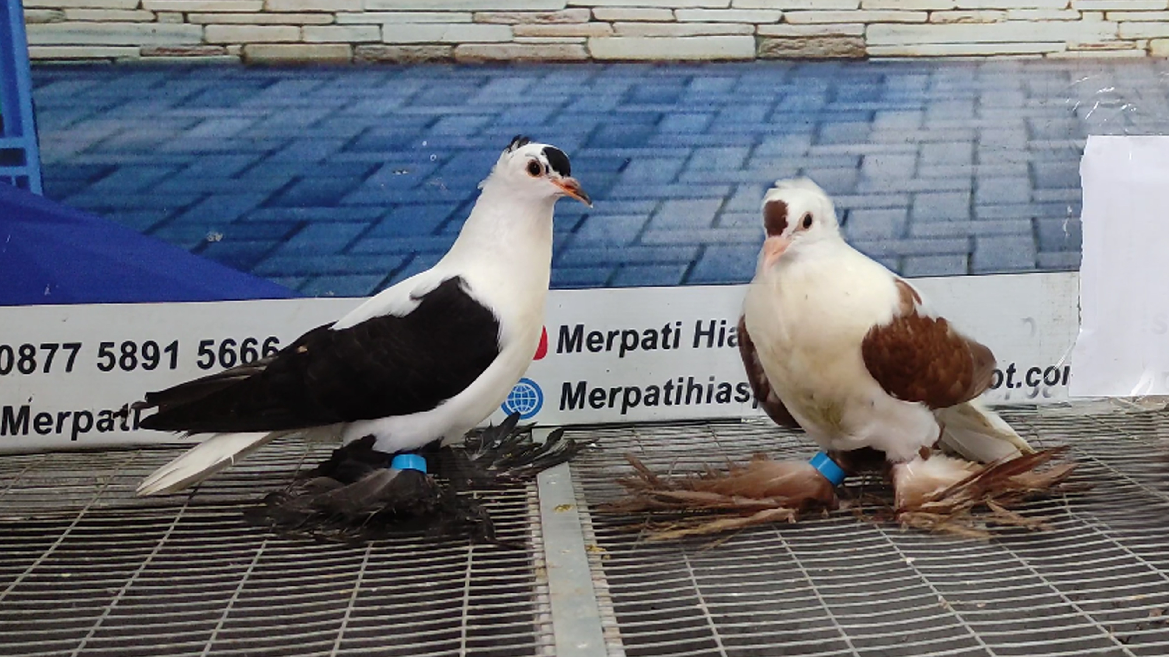 MERPATI SWALLOW JAMBUL 30122021