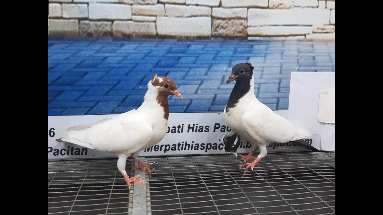 MERPATI SONGKOP 03042021