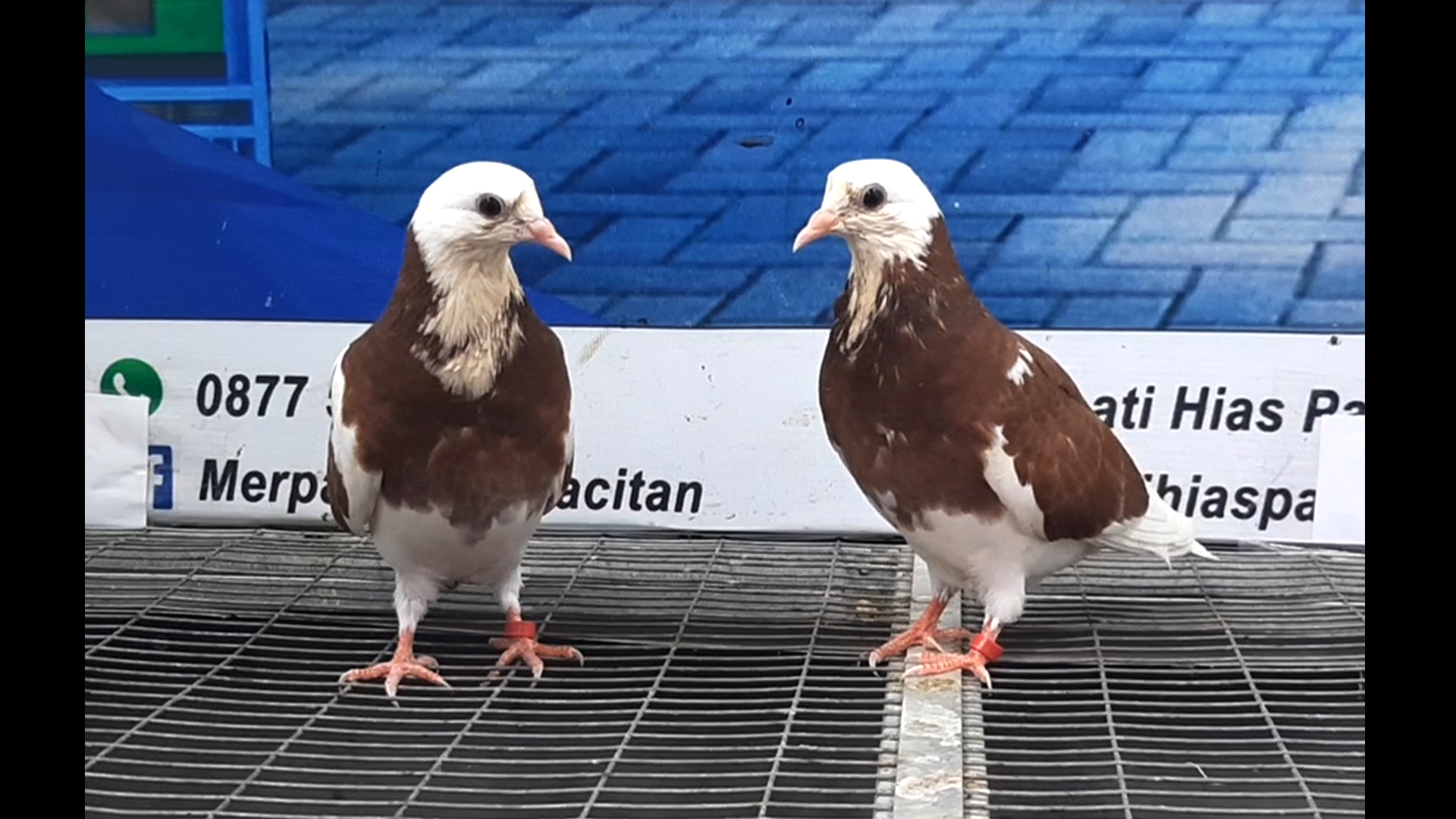 MERPATI BIRMINGHAM ROLLER 18082021.