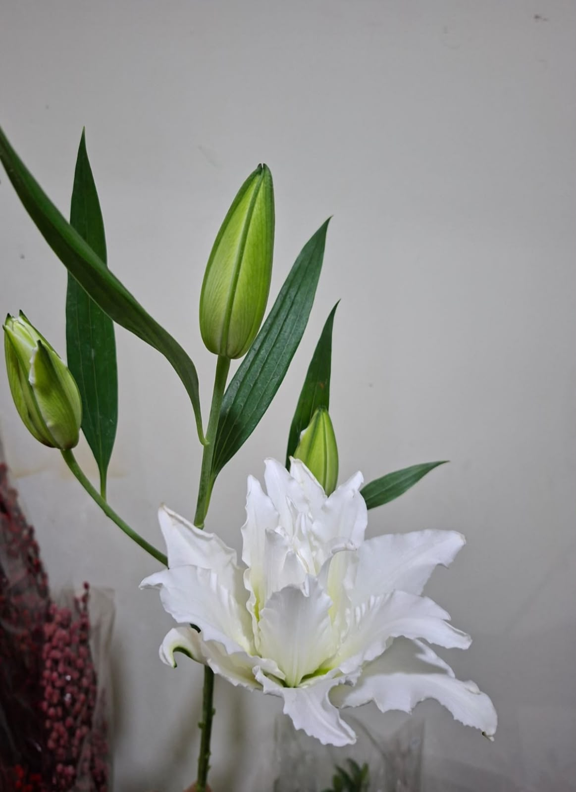 Double Lily White Tangkai
