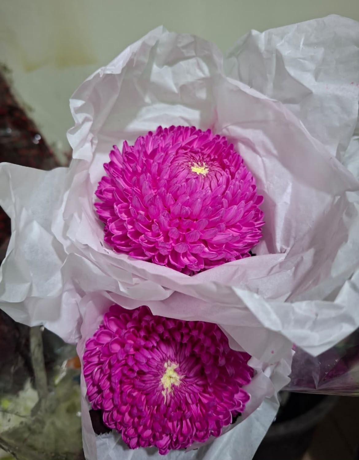 Peony Mum Fanta Tangkai