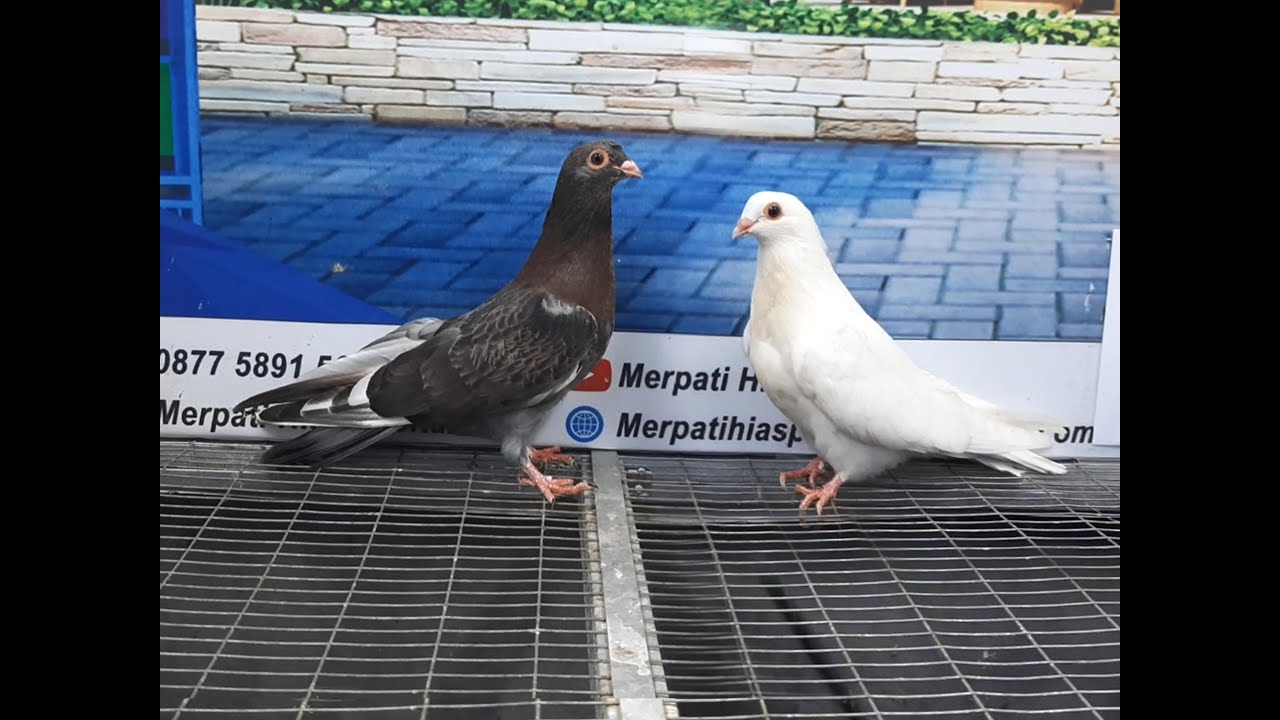 EGYPTIAN SWIFT 27062021