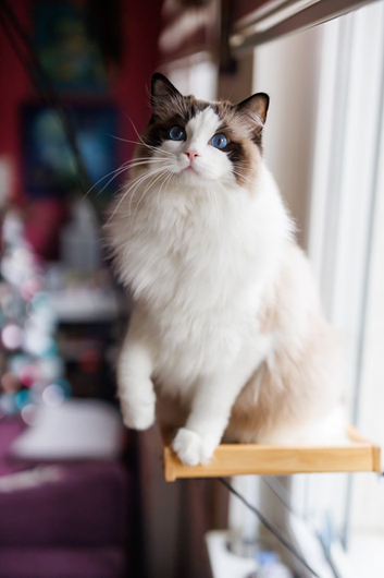 Ragdoll Cat