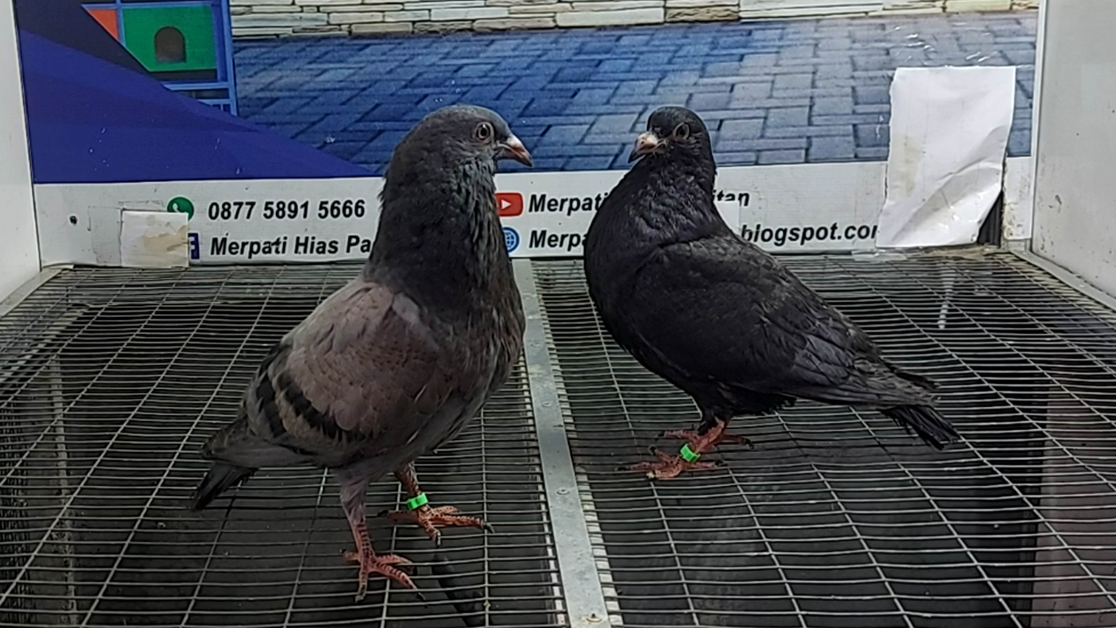 MERPATI GADITANO 21012022