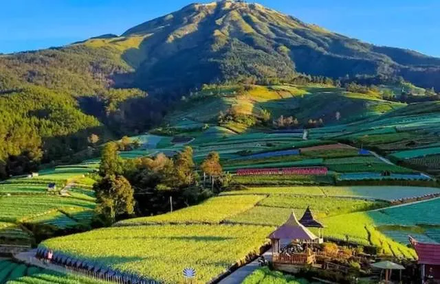 Wisata Terasering Sayur Sukomakmur Kaliangkrik Magelang