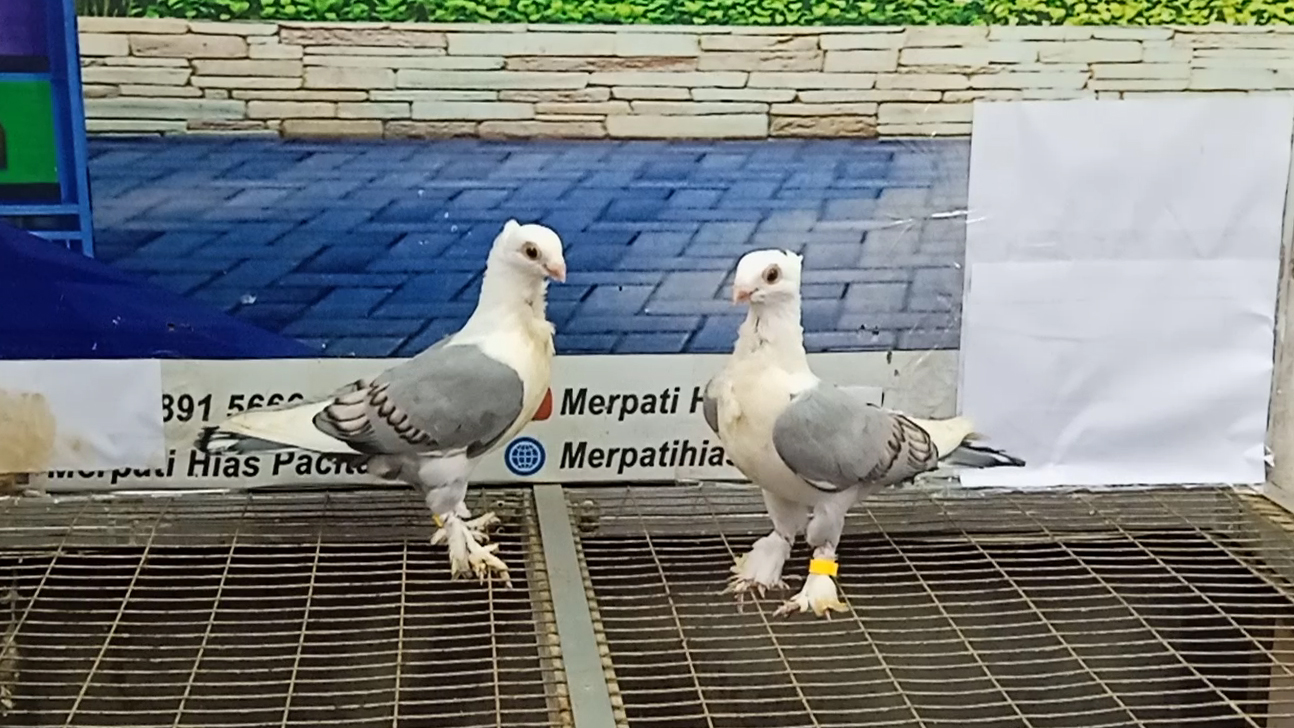 MERPATI COF BLUENET 24052022