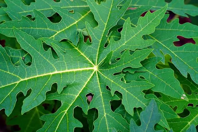 Daun Pepaya Segar Herbal