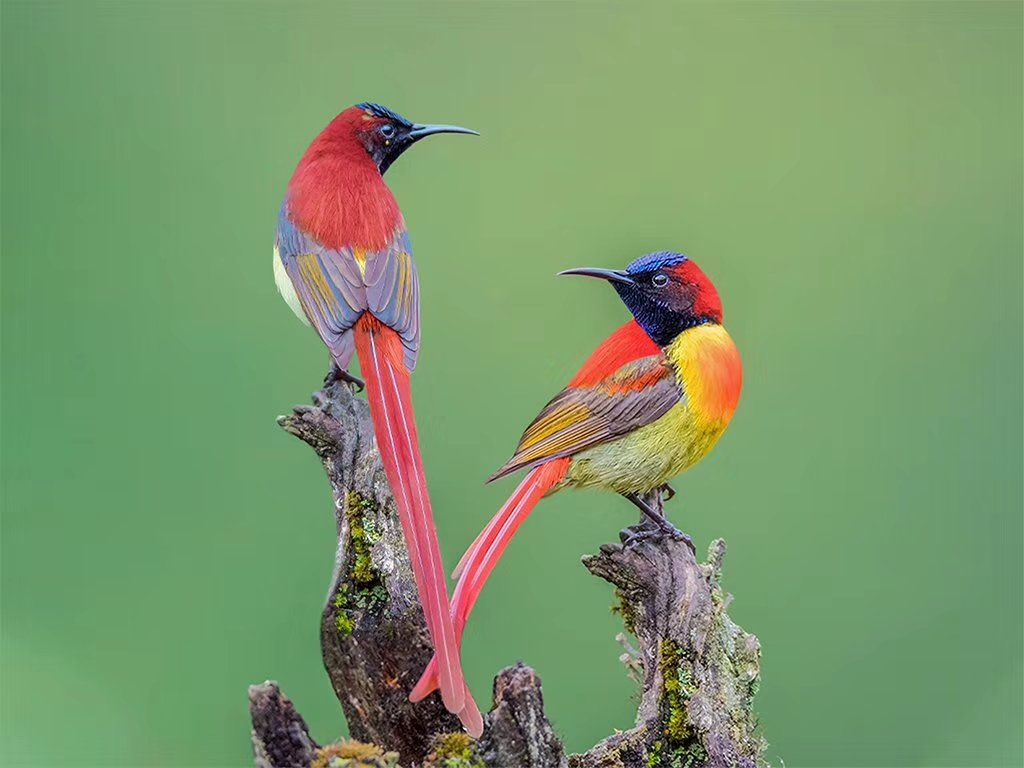 Fire-tailed sunbird
