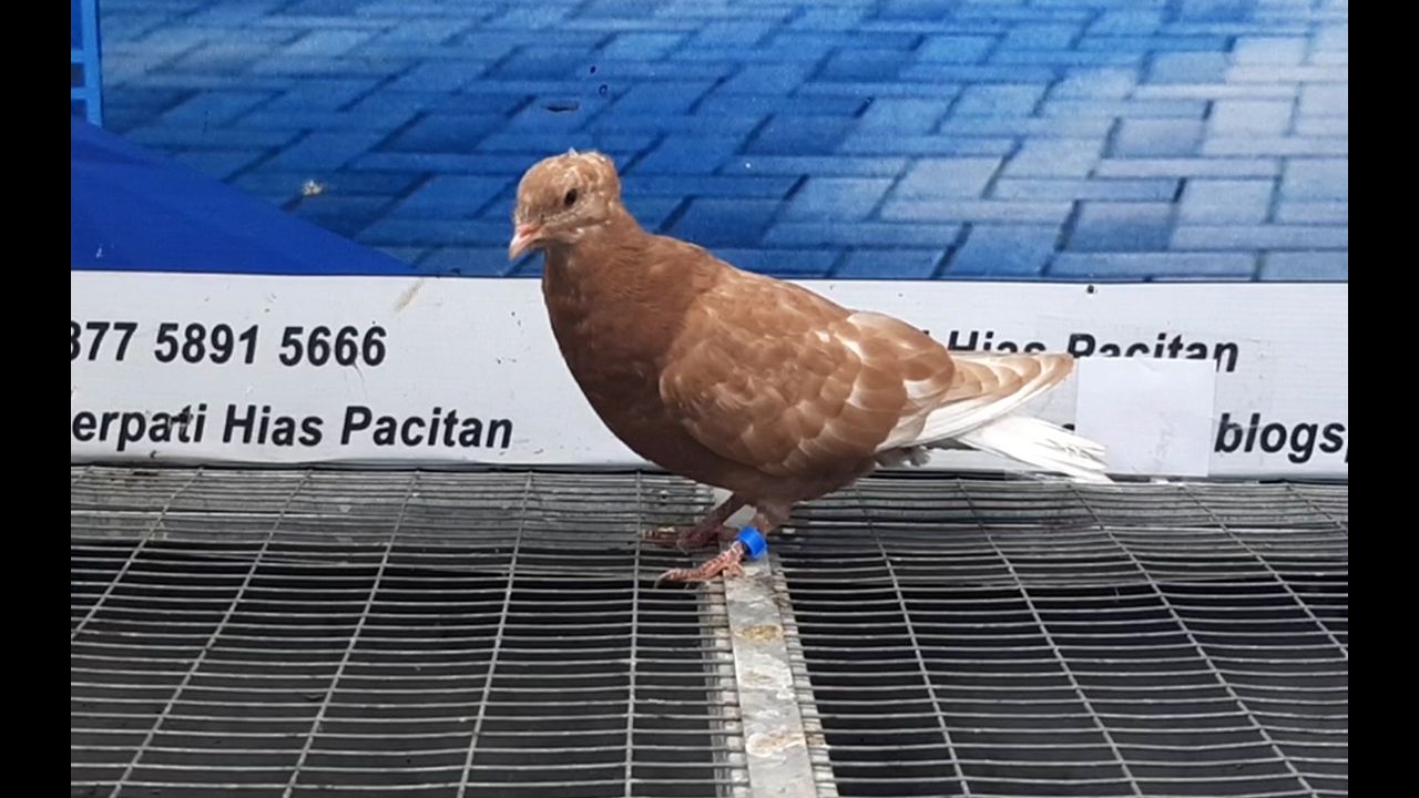 MERPATI KREY 16082021