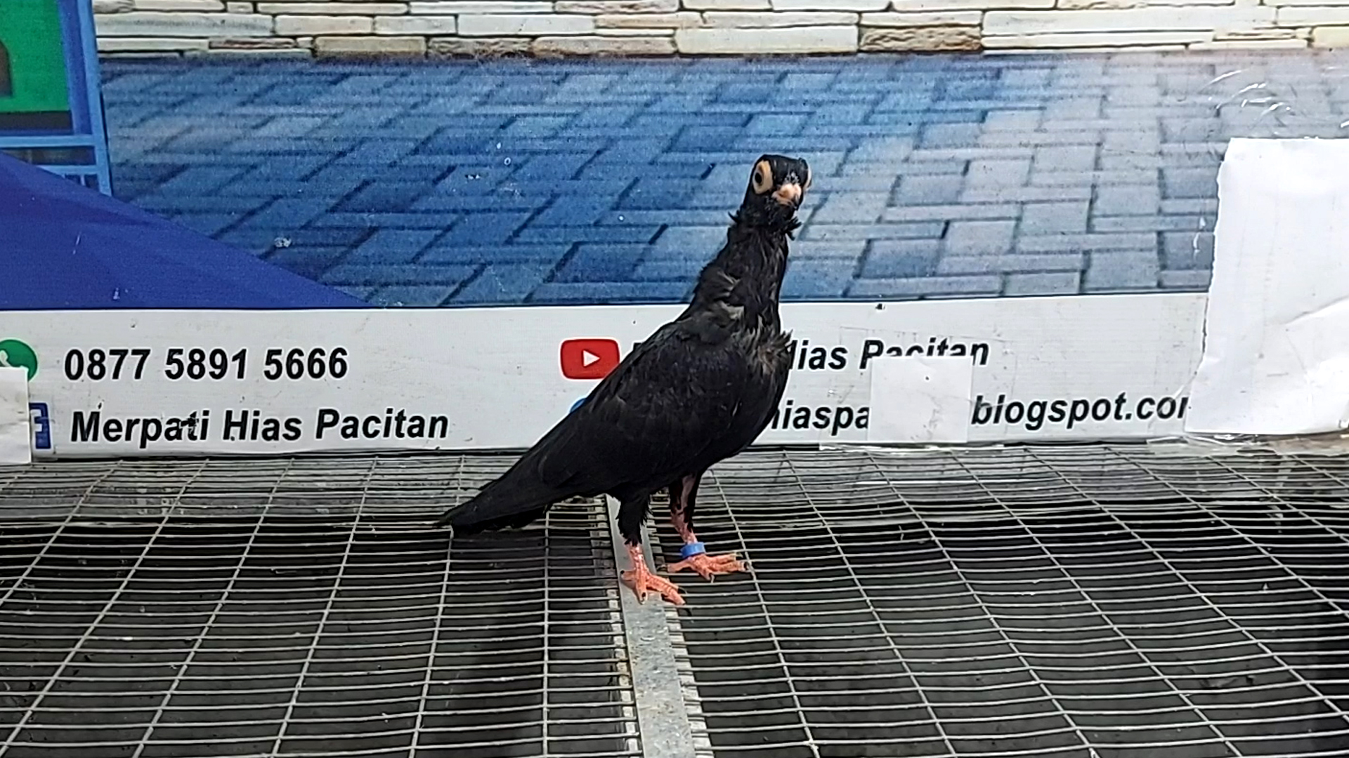 MERPATI WINA 09012022