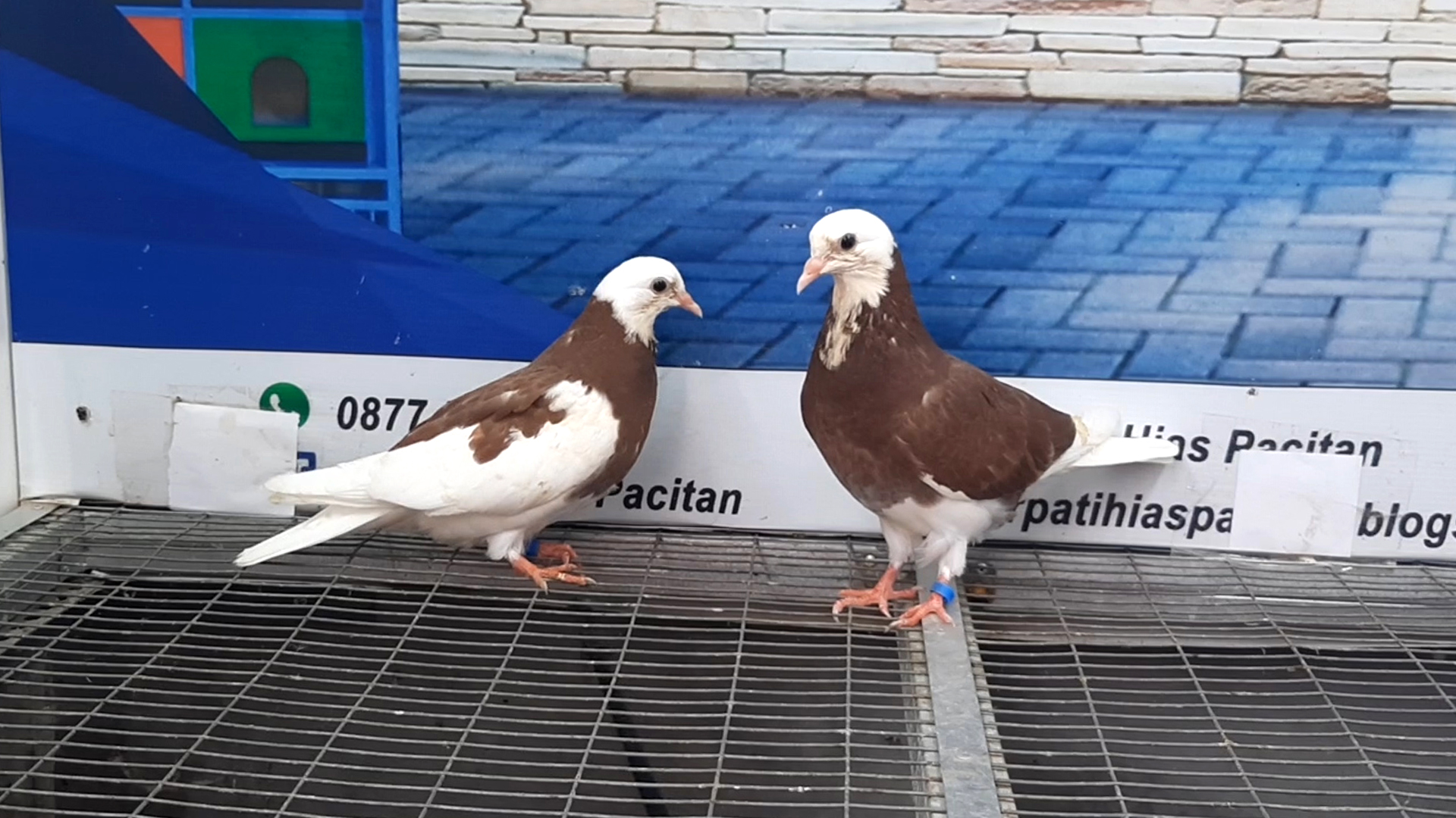 BIRMINGHAM ROLLER 19112021