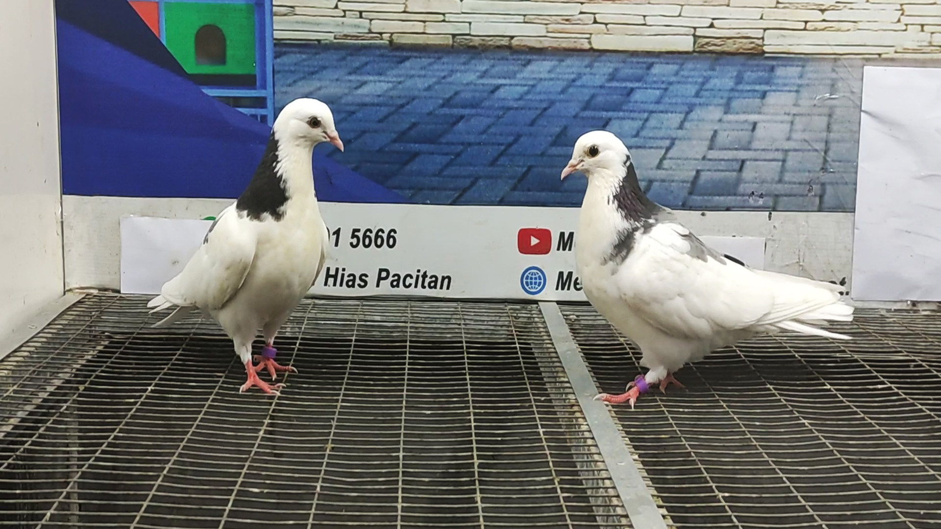 MERPATI BIRMINGHAM ROLLER 02042022