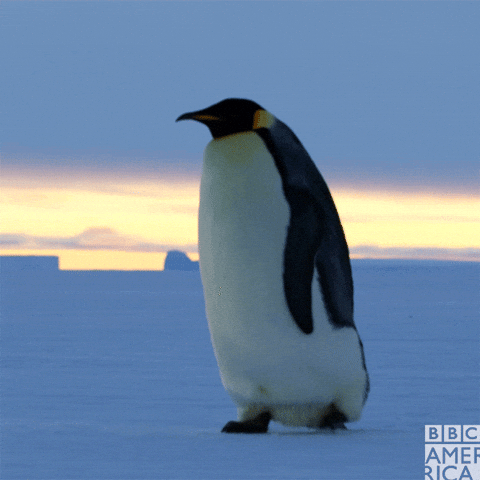 [Image: giphy.gif]