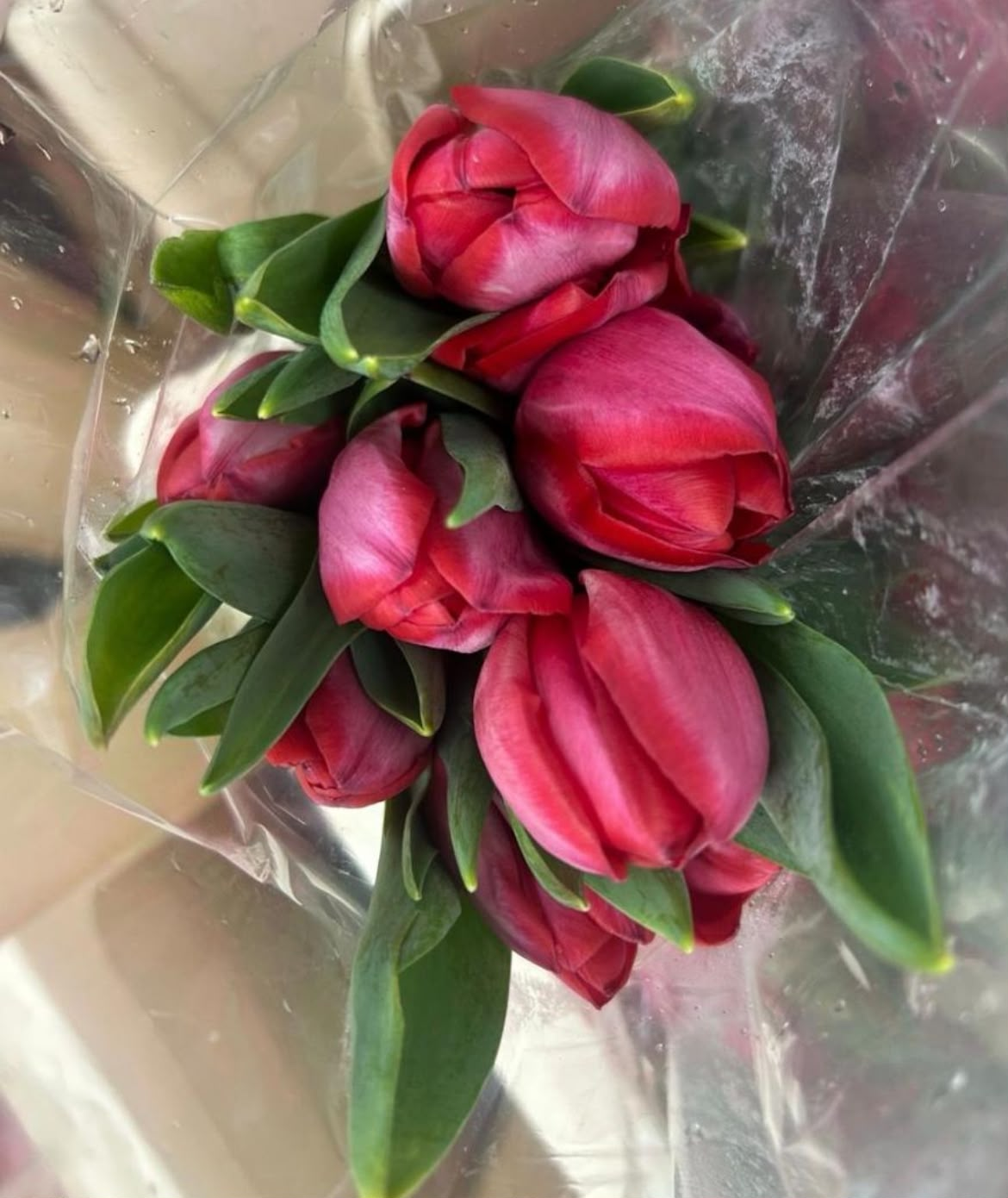 Tulip Red Tangkai Segar