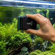 Using a magnetic algae scraper to clean the inside glass of a freshwater aquarium