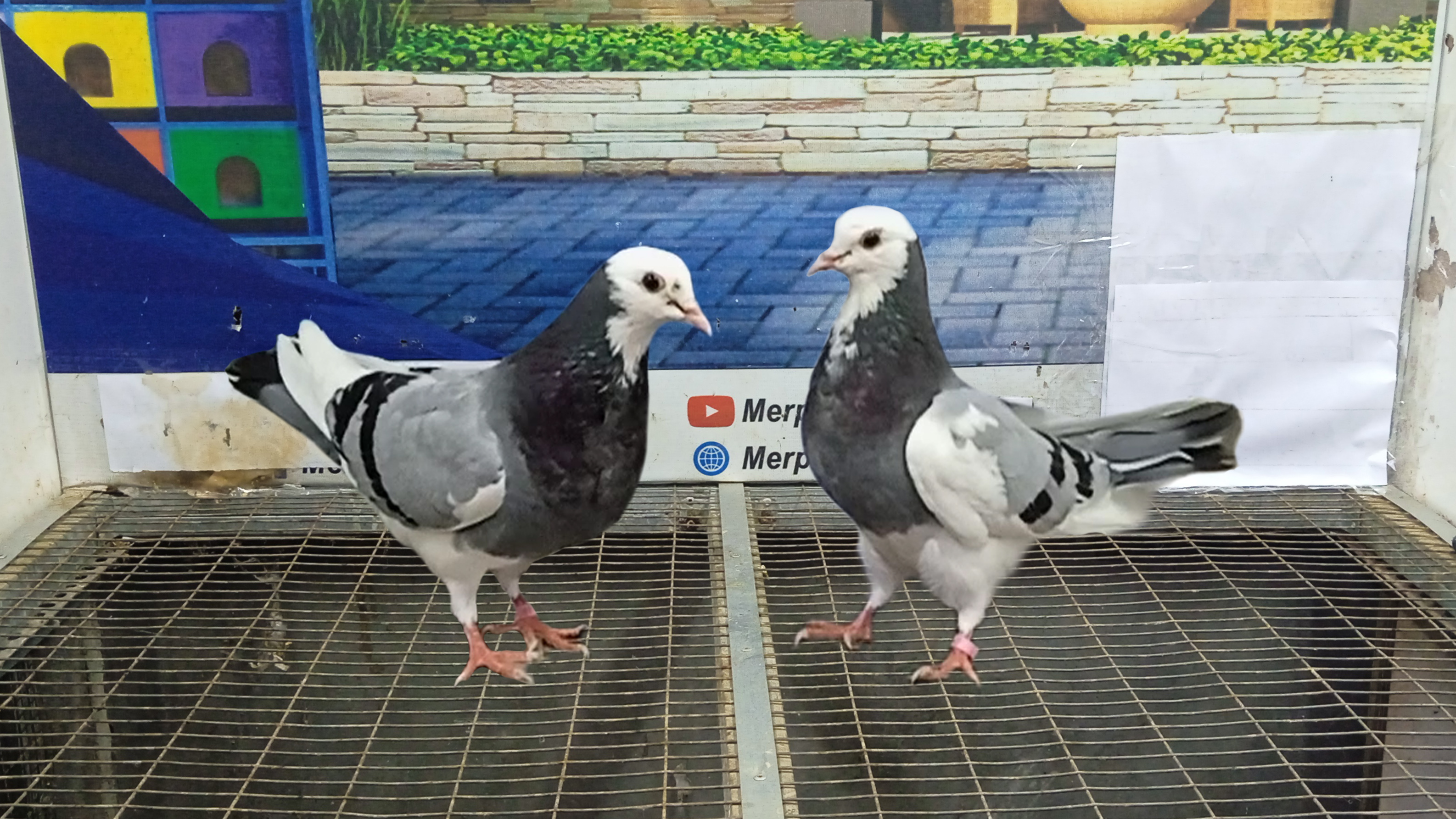 MERPATI BIRMINGHAM ROLLER 21052022