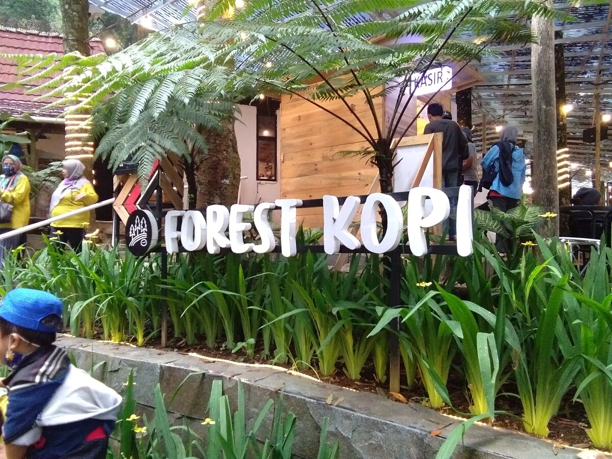 Forest Kopi