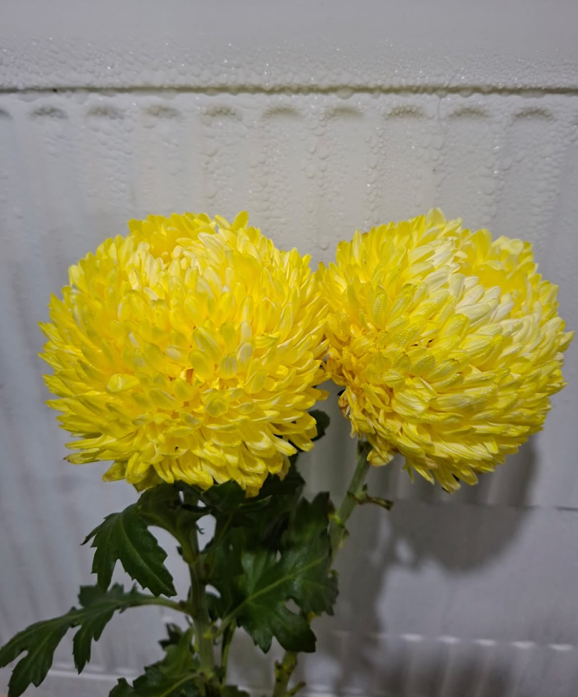 Peony Mum Yellow Tangkai