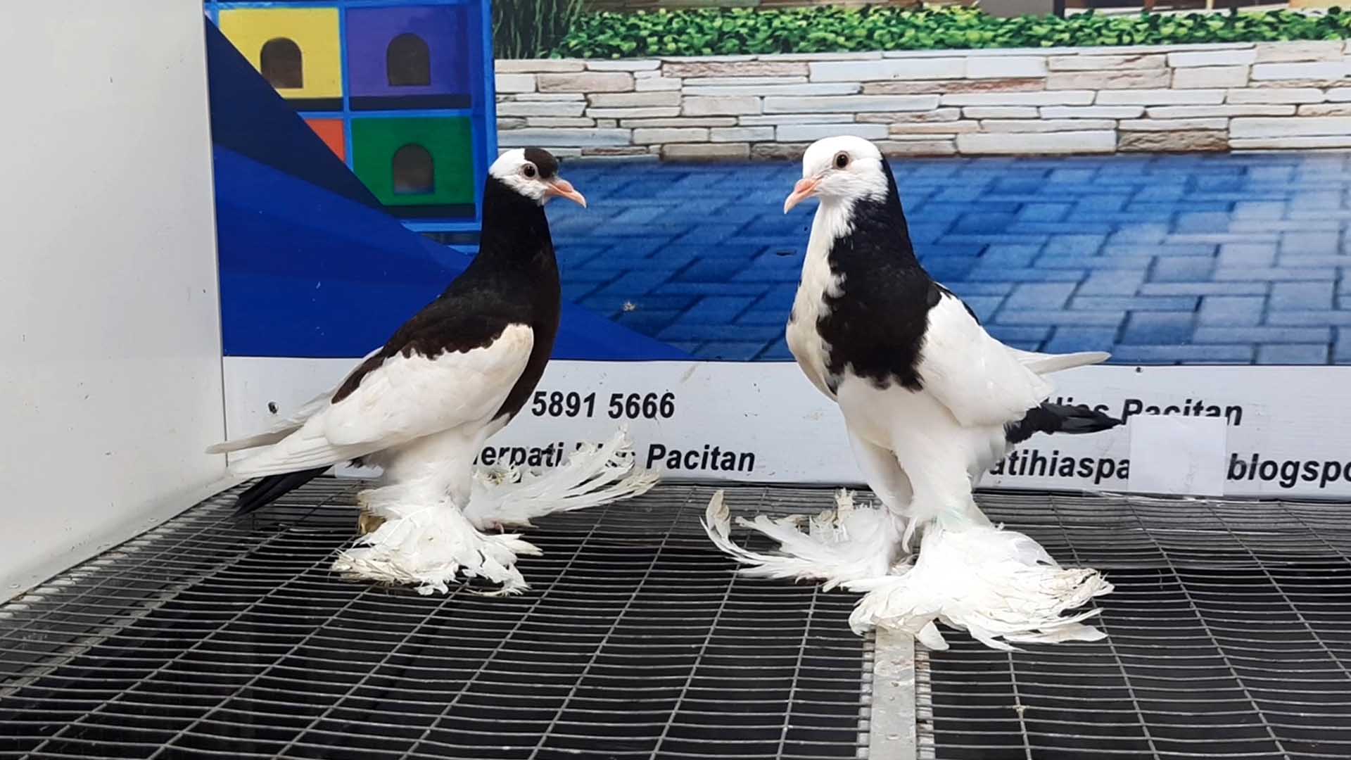 MERPATI RIVER 08092021