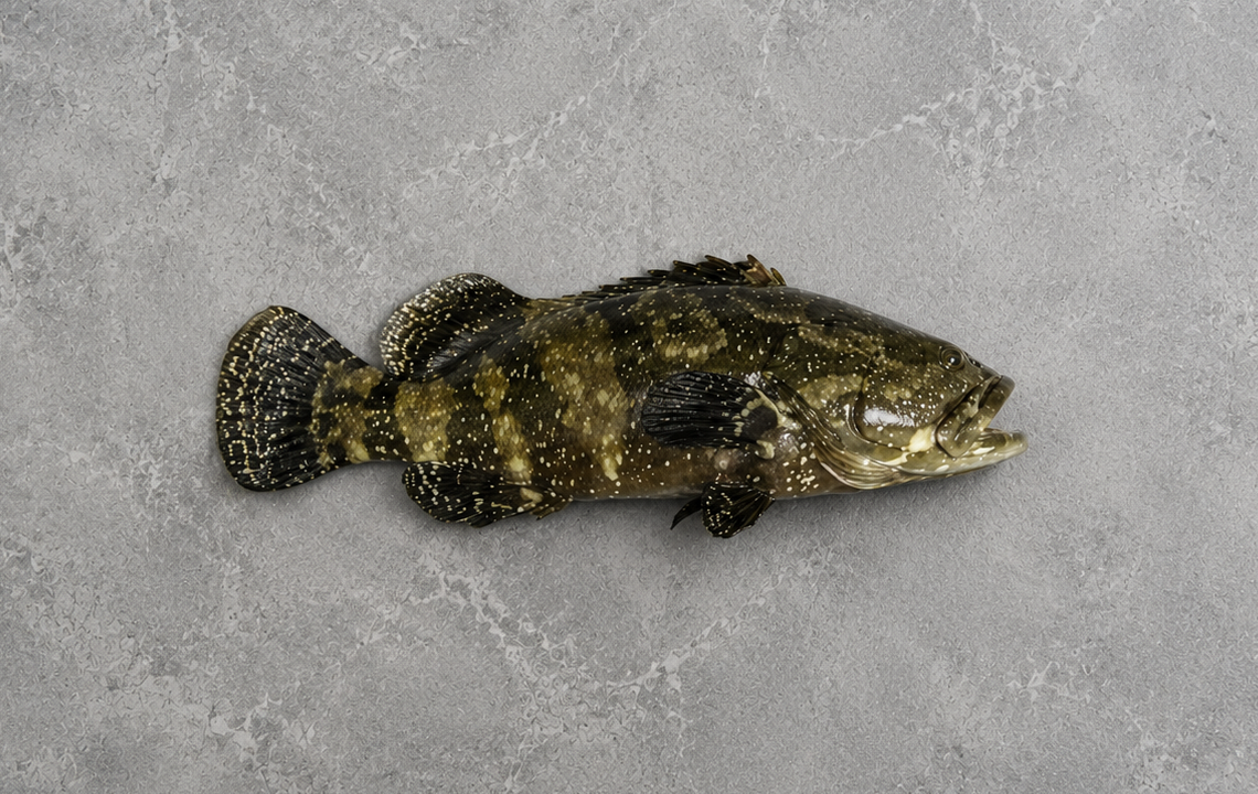Tiger Grouper
