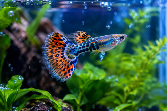 Guppy Diseases