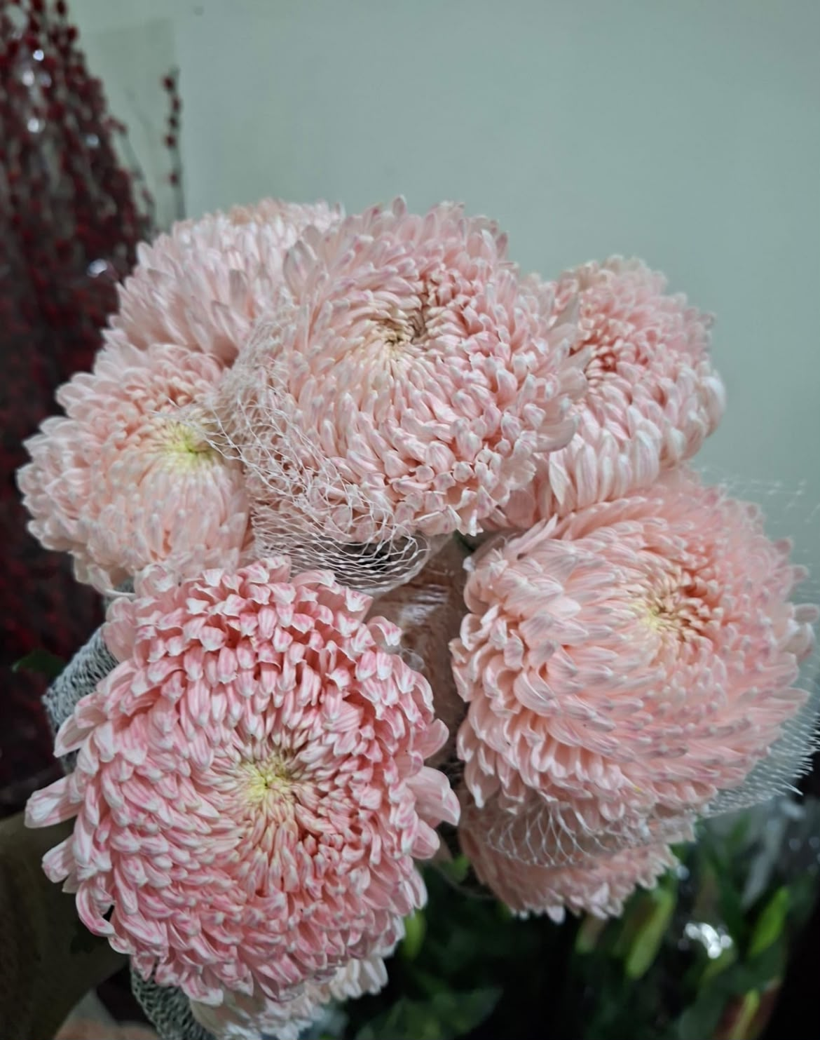 Peony Mum Pink Tangkai