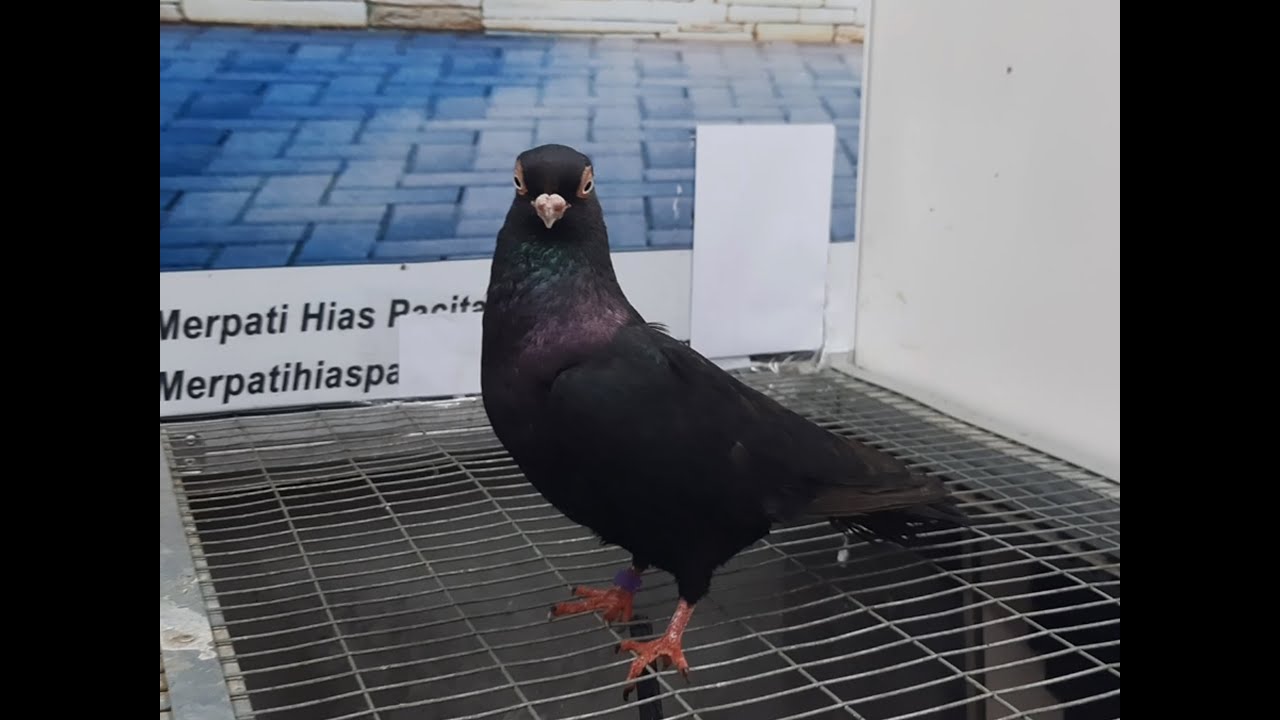 Merpati Wina 11042021